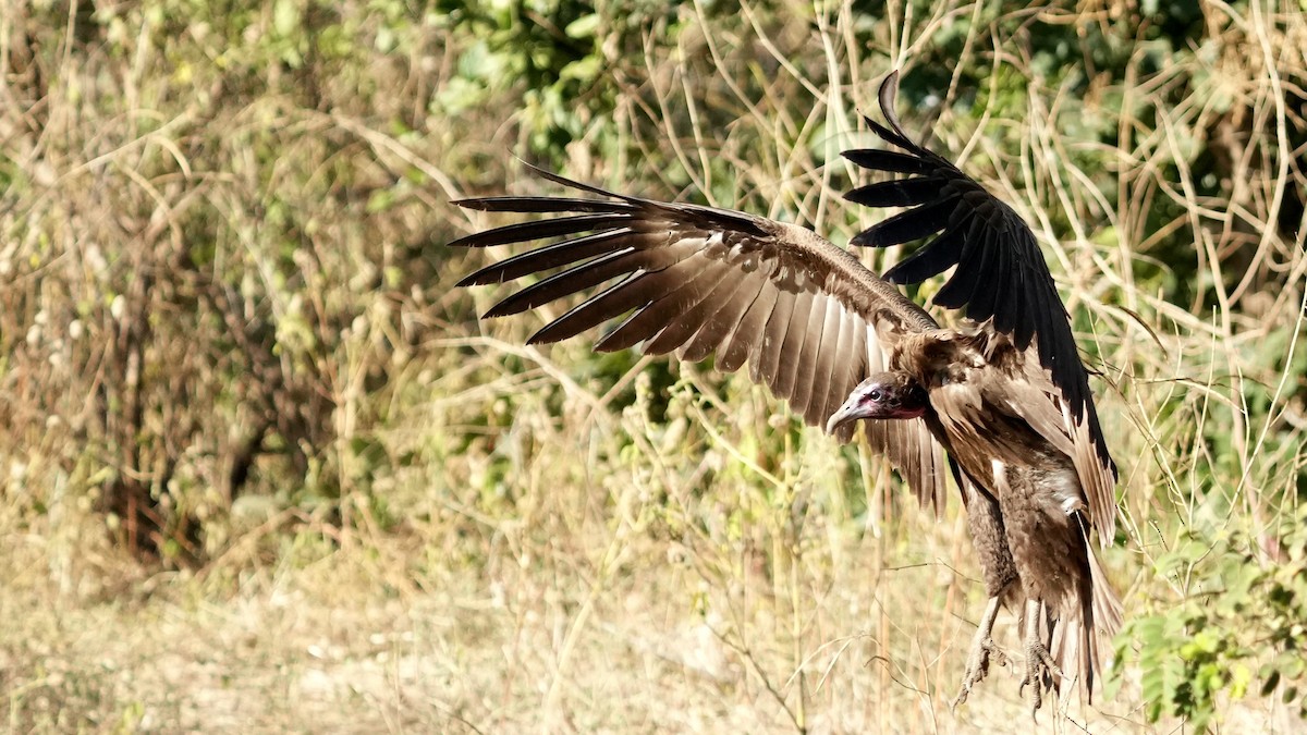 Lappet-faced Vulture - Eric Bischoff