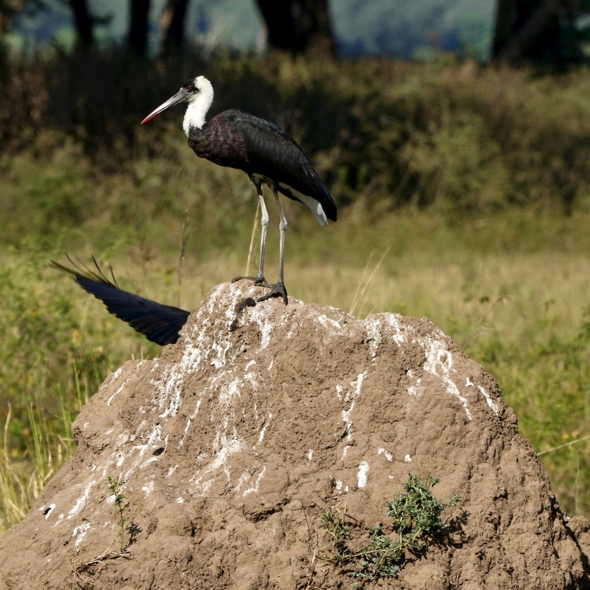 African Woolly-necked Stork - ML439757051