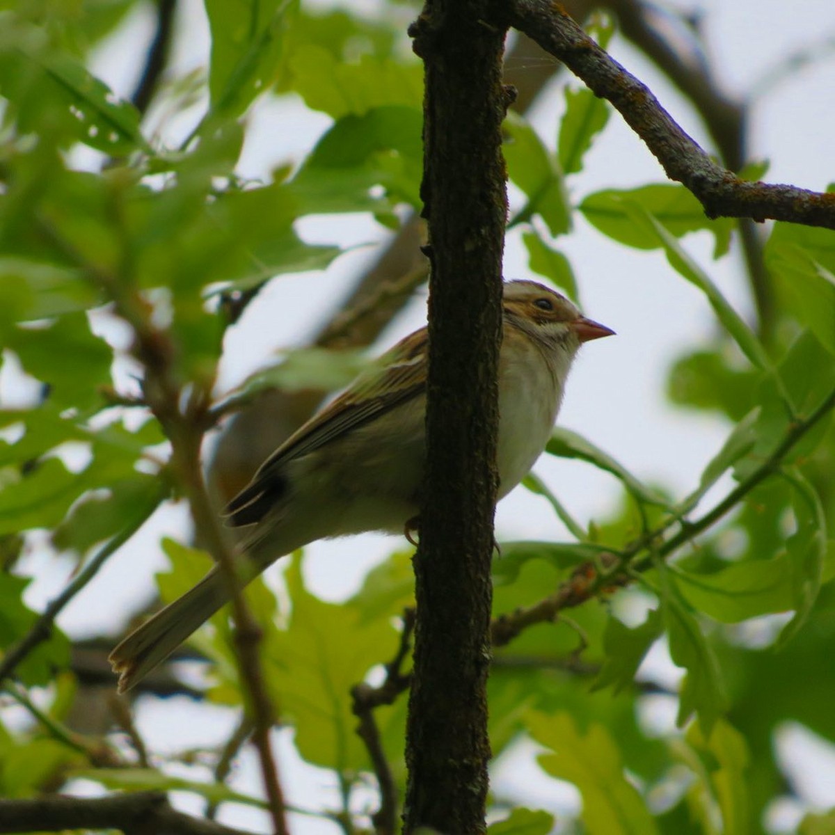 Clay-colored Sparrow - ML439759681