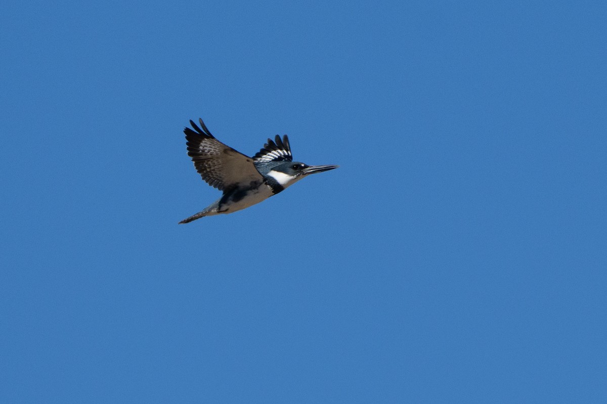Belted Kingfisher - T. Jay Adams
