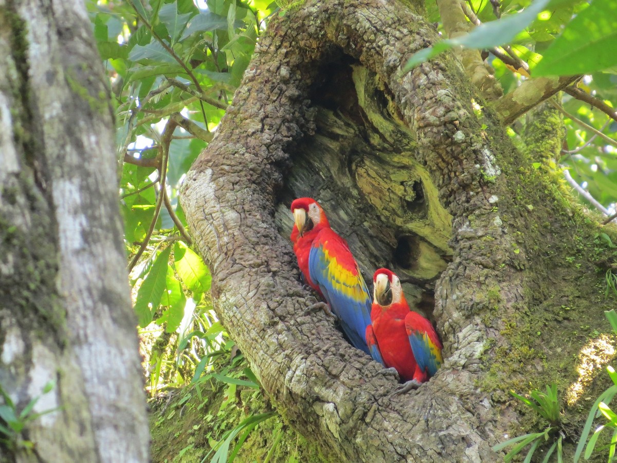 Scarlet Macaw - ML43977081
