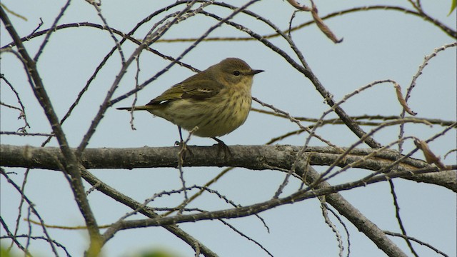 Cape May Warbler - ML439771