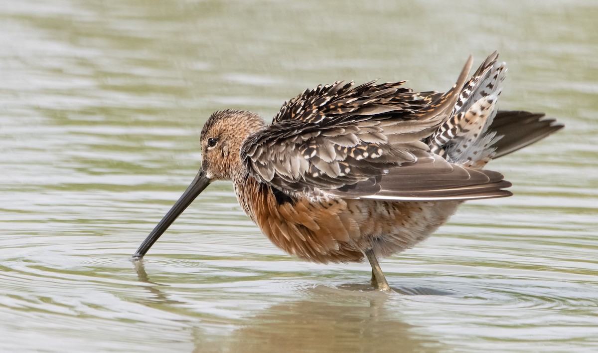 Long-billed Dowitcher - ML439775791