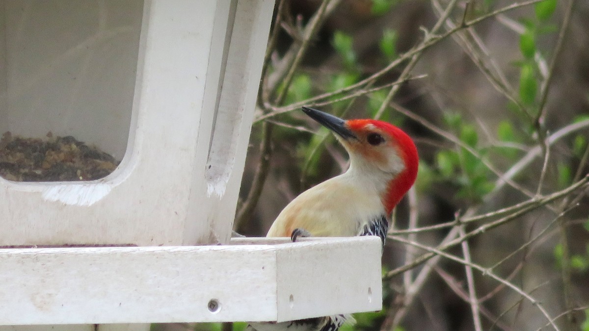 Red-bellied Woodpecker - ML439778371