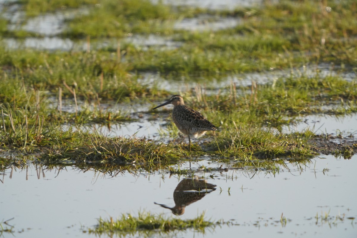Long-billed Dowitcher - ML439779761