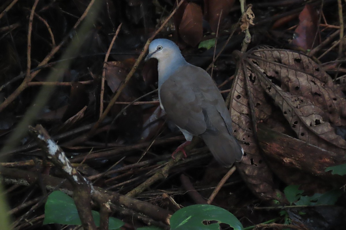 Gray-headed Dove - ML439782451
