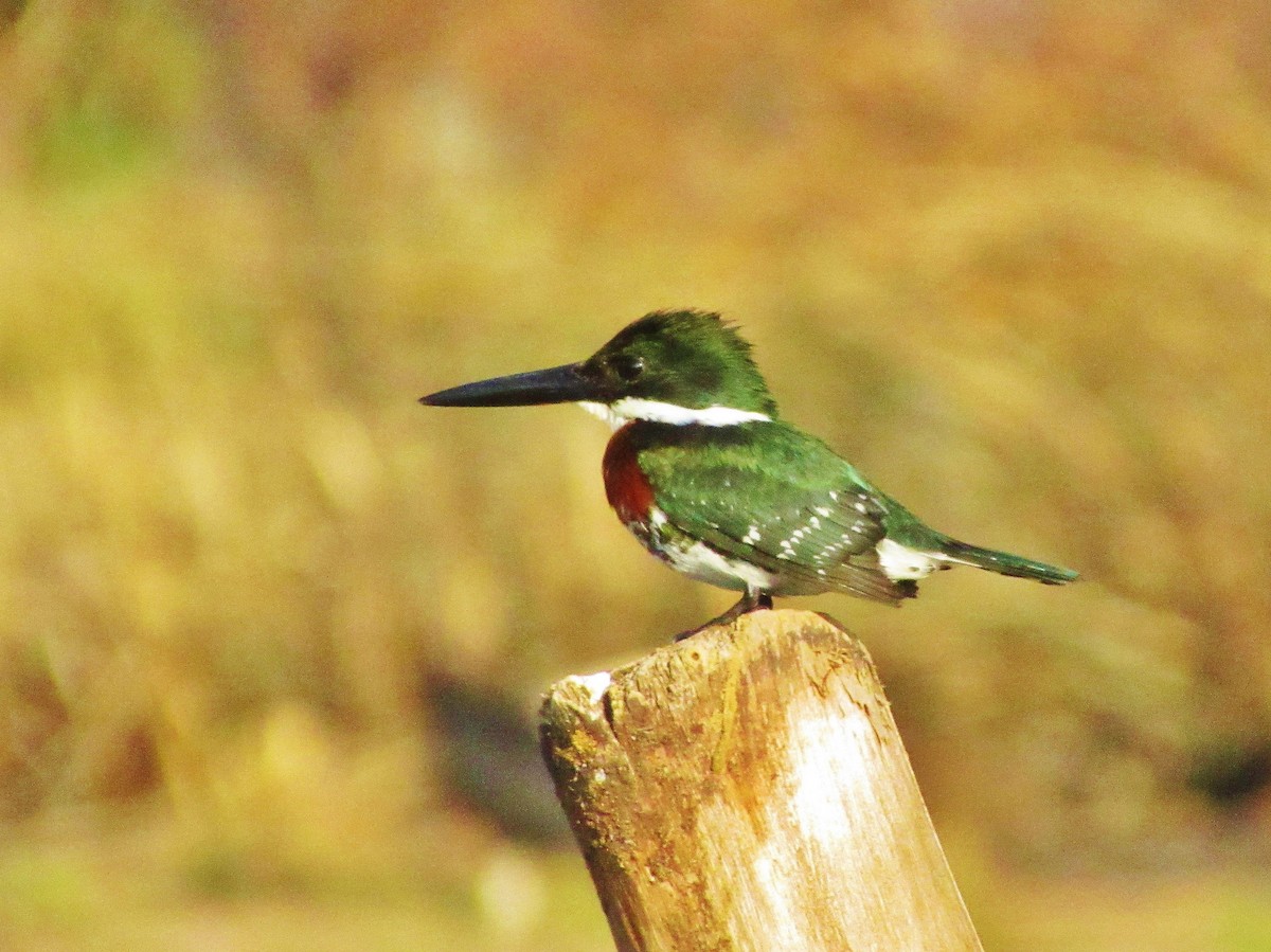 Green Kingfisher - Roland Rumm