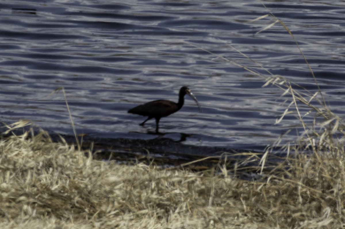 ibis americký - ML439792901