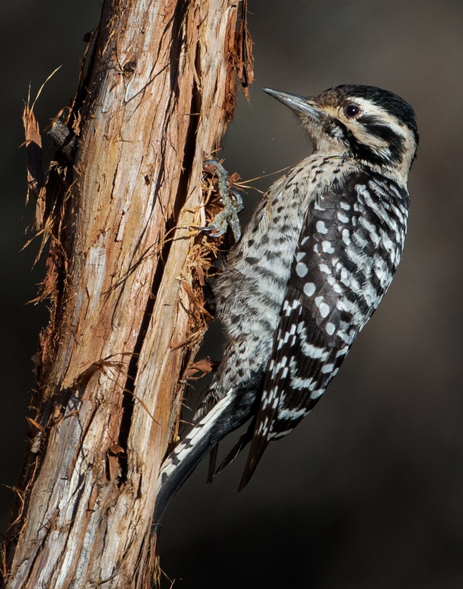 Ladder-backed Woodpecker - Eric Gofreed