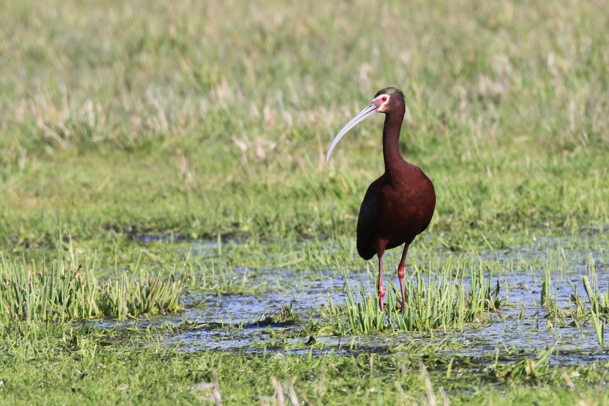 ibis americký - ML439797841