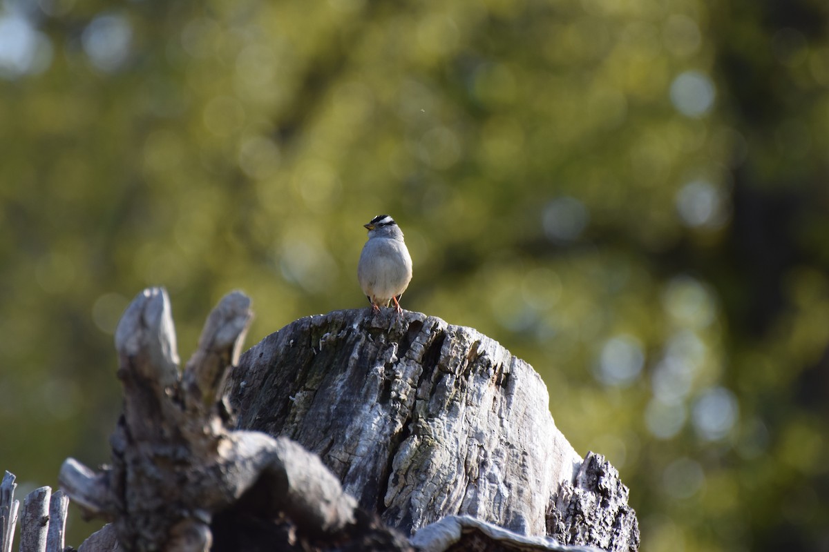 White-crowned Sparrow (pugetensis) - Will Mahoney