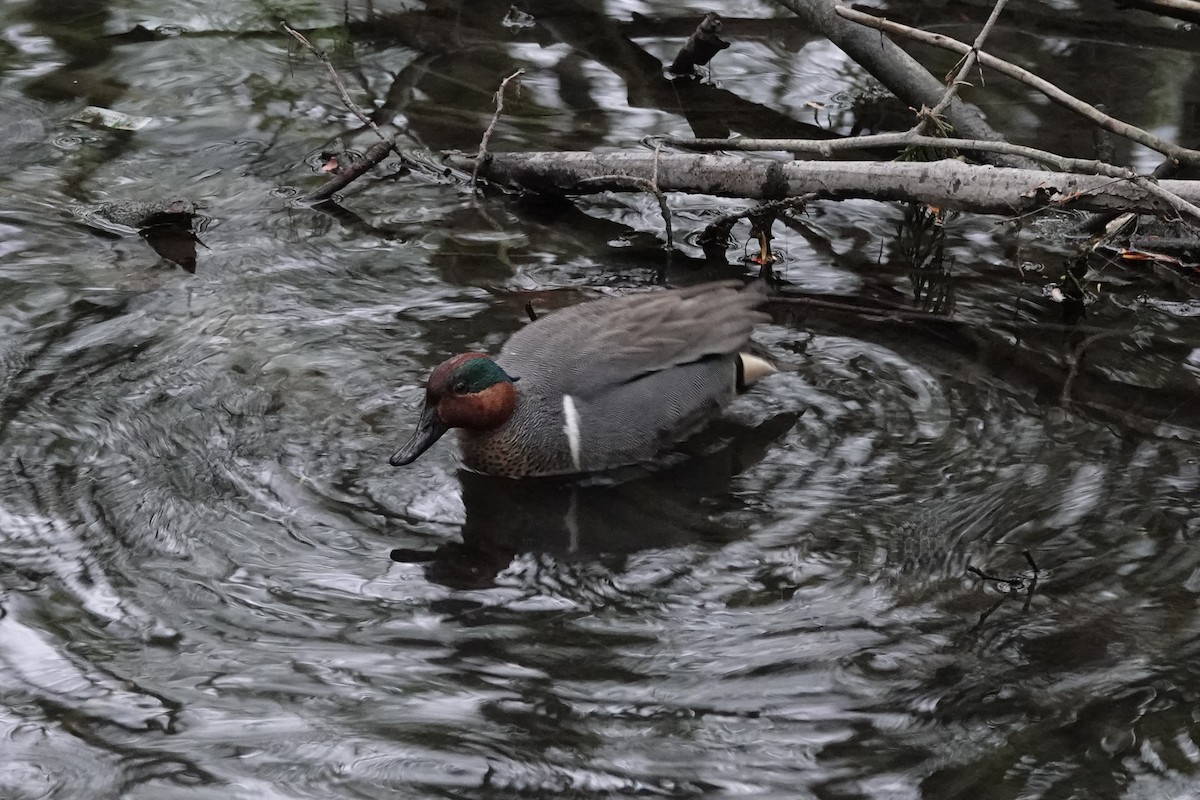 Green-winged Teal - ML439798831