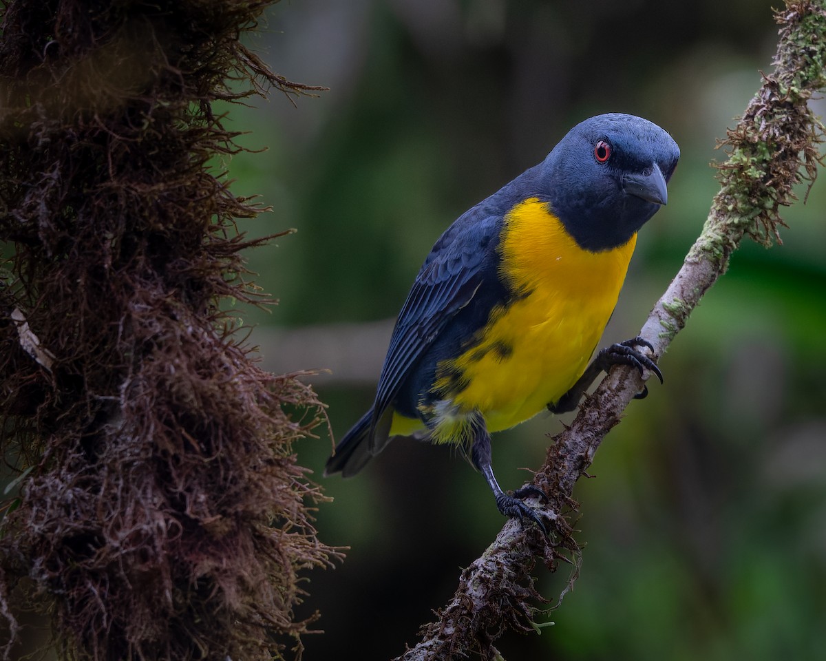 Blue-and-gold Tanager - ML439804981
