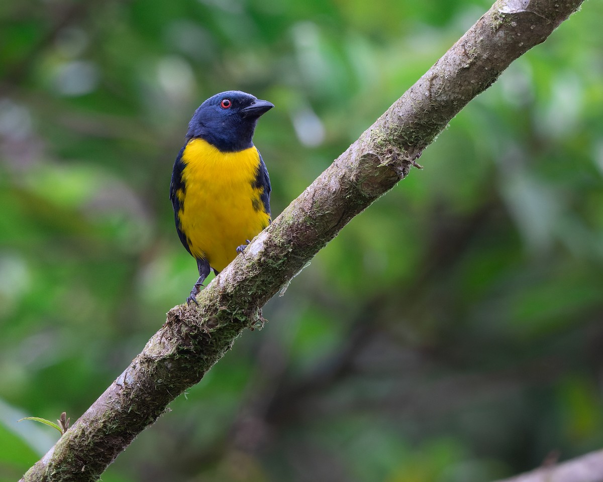 Blue-and-gold Tanager - ML439806031