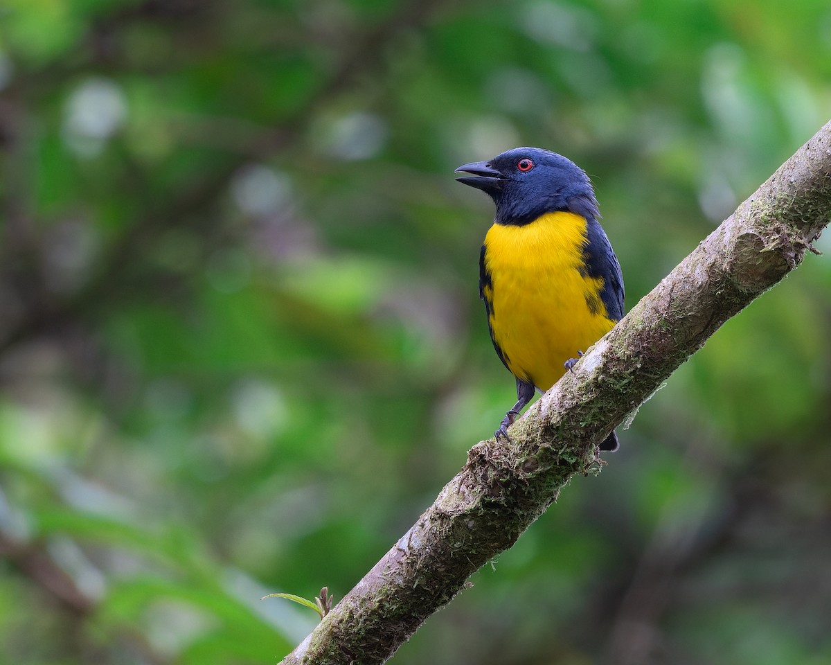 Blue-and-gold Tanager - ML439806051
