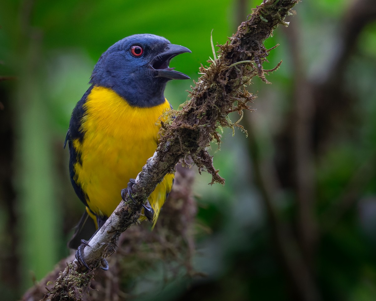 Blue-and-gold Tanager - ML439806751