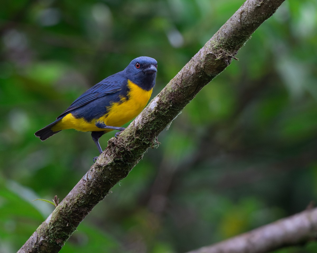 Blue-and-gold Tanager - ML439806991