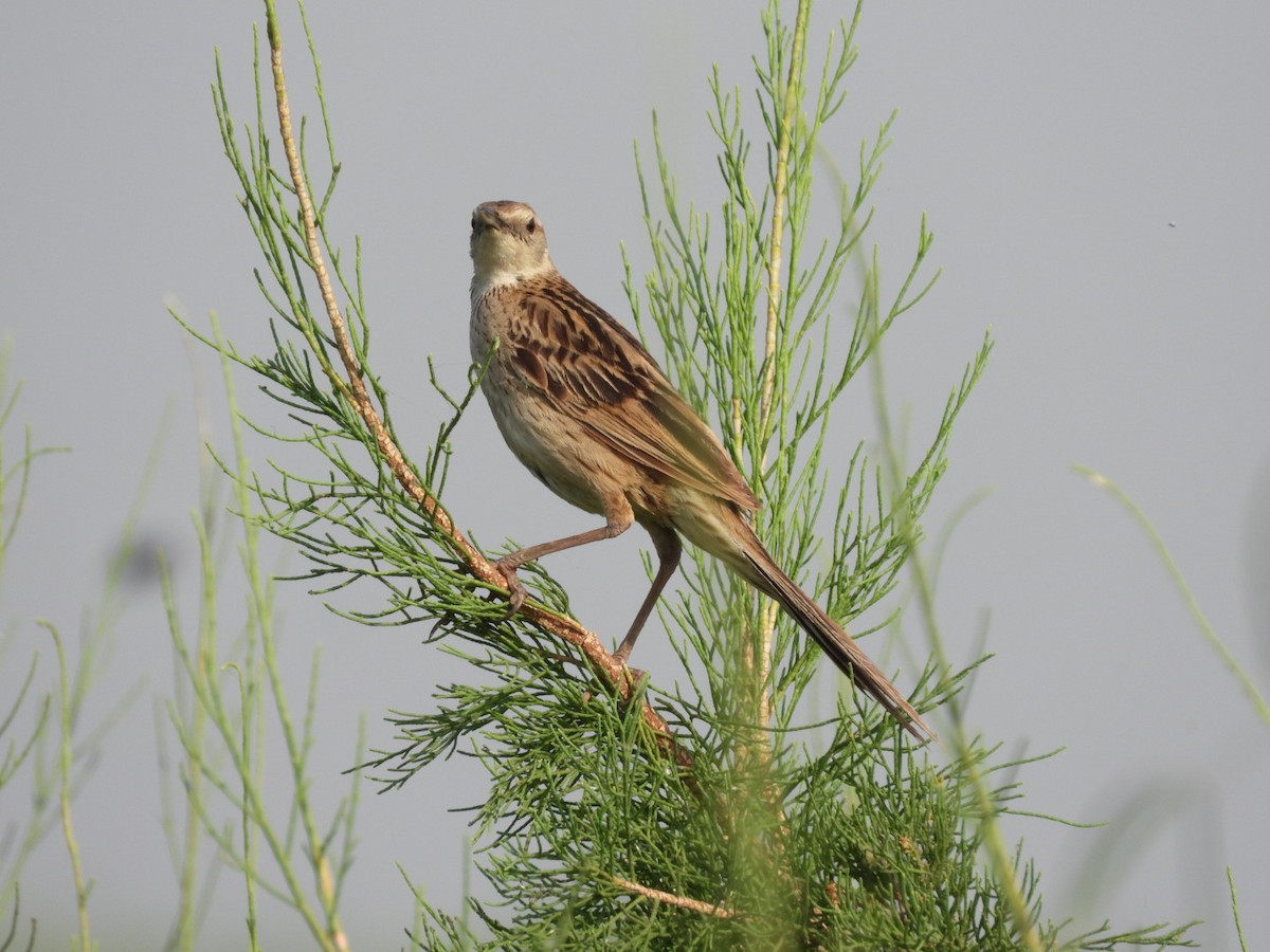 Striated Grassbird - ML439813851