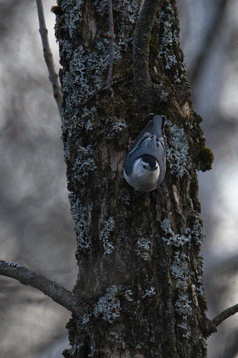 White-breasted Nuthatch - ML439815981