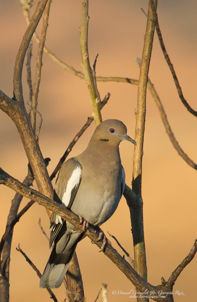 White-winged Dove - manuel grosselet