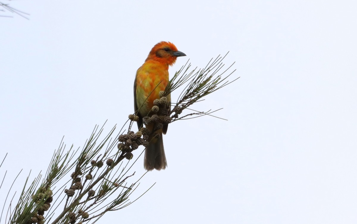 Flame-colored Tanager - ML439826221