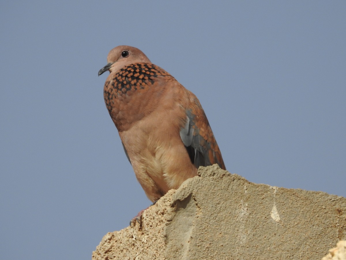 Laughing Dove - ML439826521