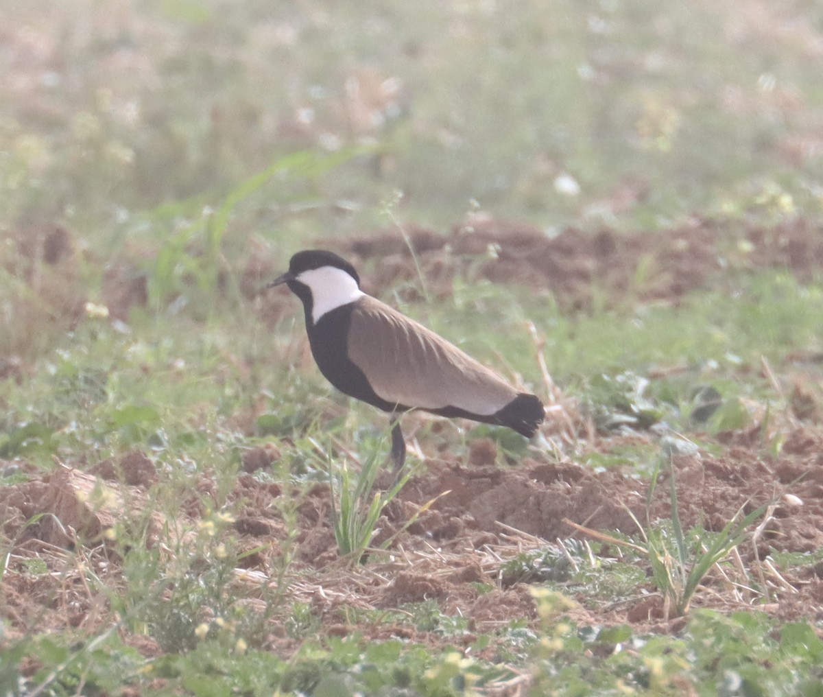 Spur-winged Lapwing - Kindra Andrews