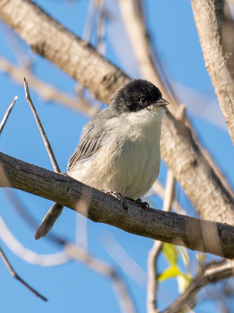 Black-capped Warbling Finch - ML439846131