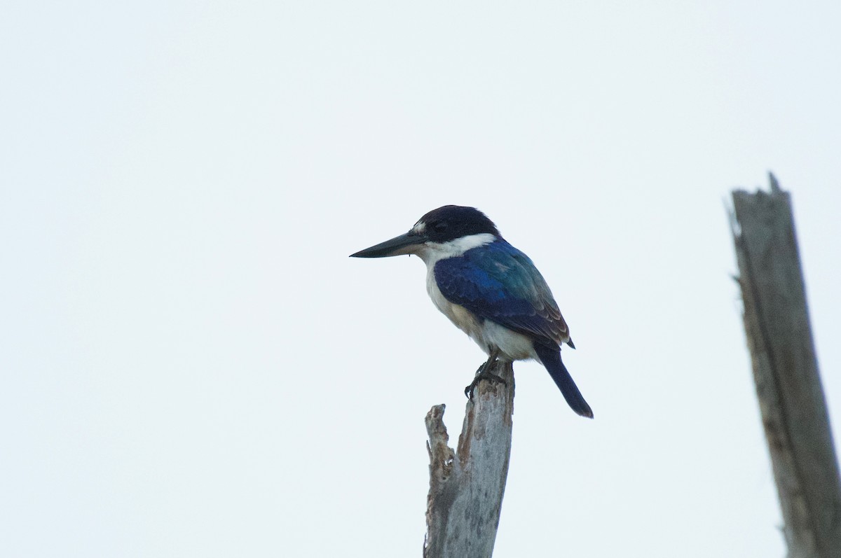 Forest Kingfisher - ML439846521