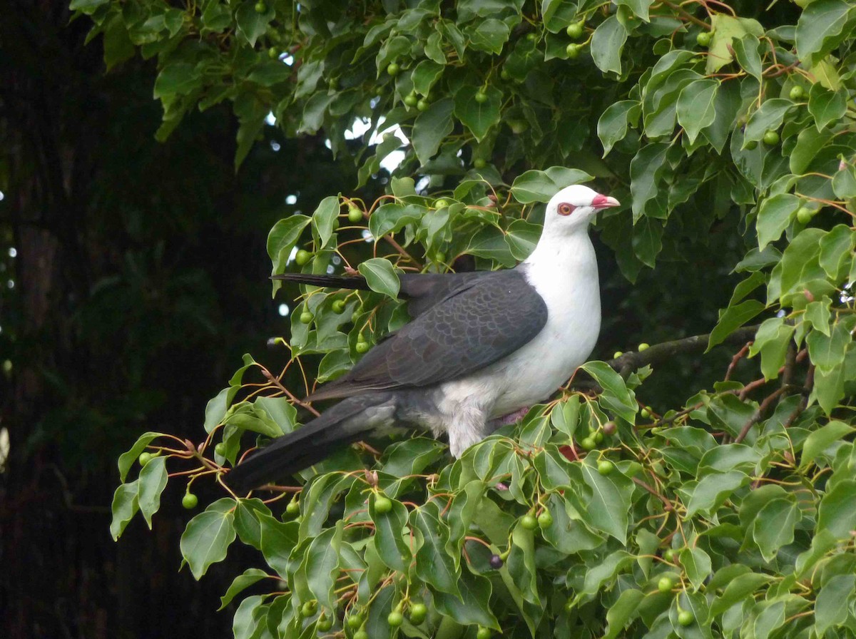 White-headed Pigeon - David Vickers