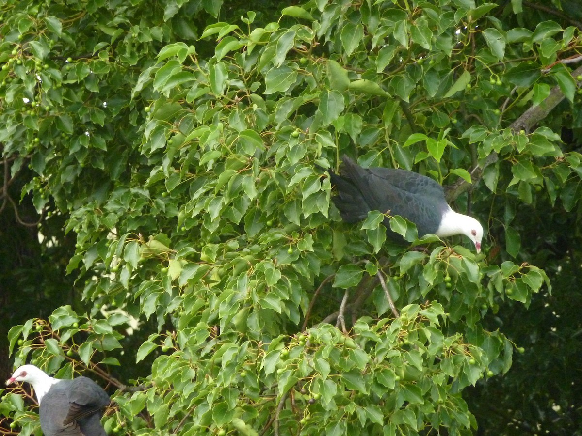 holub běloprsý - ML43984911