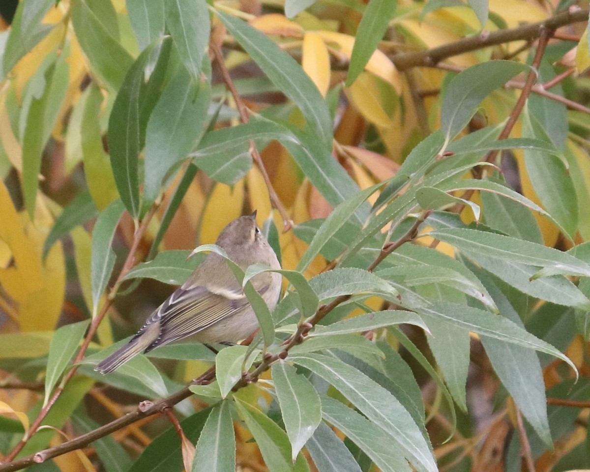 Hume's Warbler - ML439849611