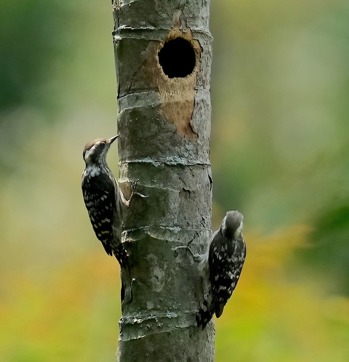 Brown-capped Pygmy Woodpecker - Sudip Simha