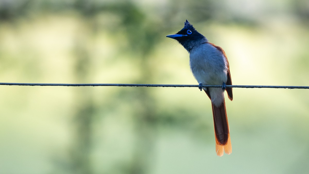 Indian Paradise-Flycatcher - Mathurin Malby