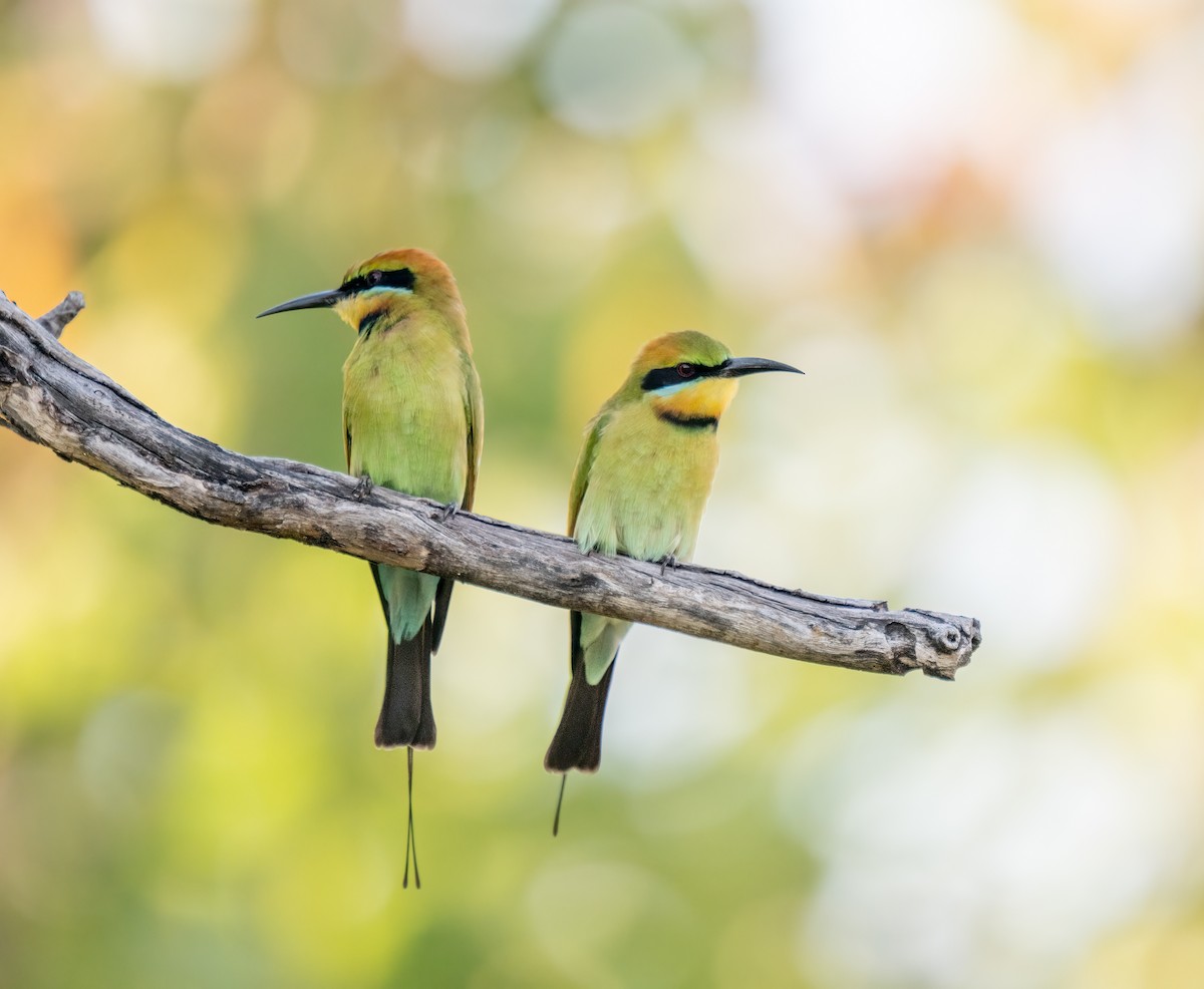 Rainbow Bee-eater - Paul Thomsen