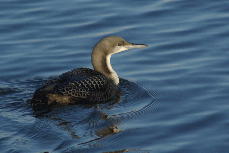 Pacific Loon - Phil Kahler