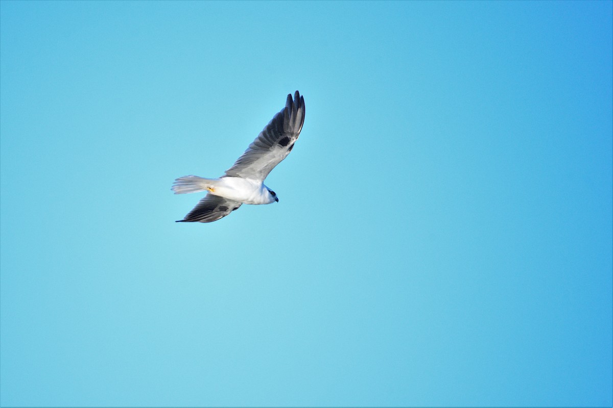 Black-shouldered Kite - ML439856441