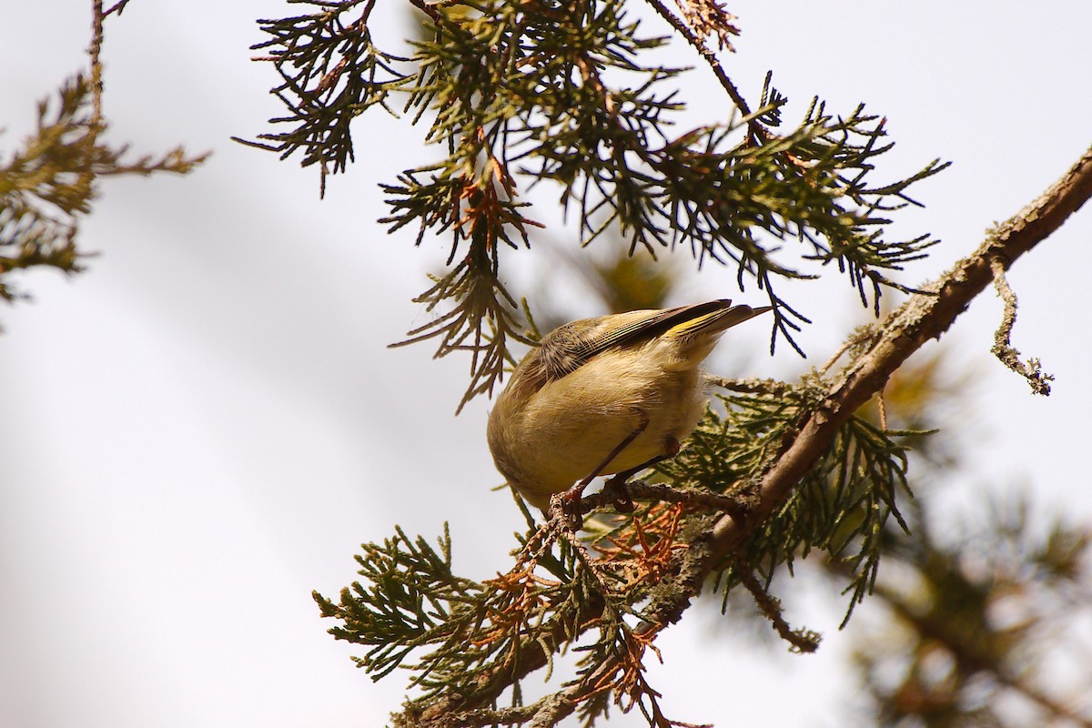 Ruby-crowned Kinglet - Rick Beaudon