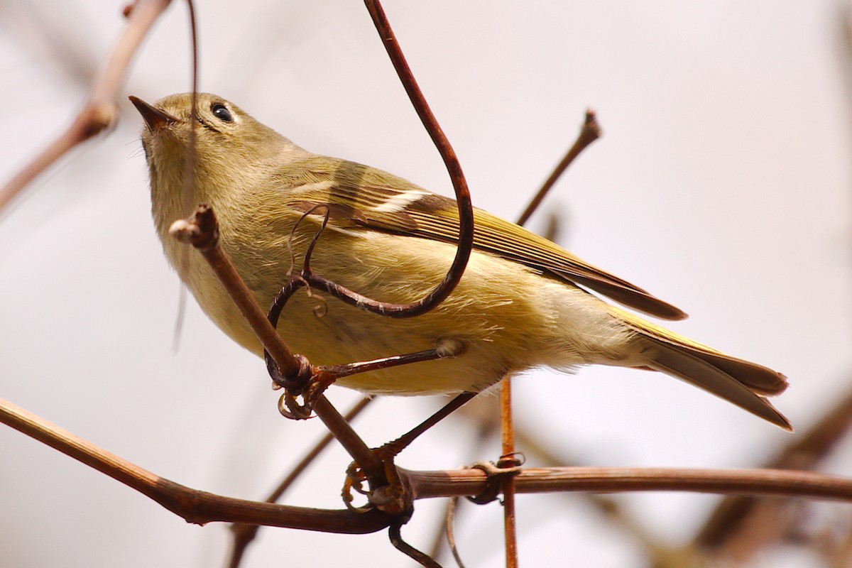 Ruby-crowned Kinglet - Rick Beaudon