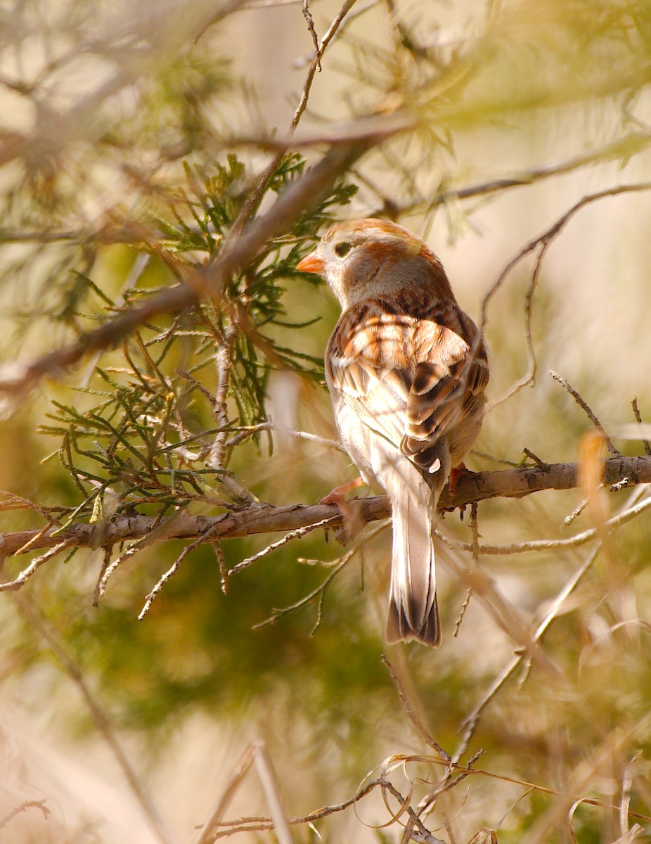 Field Sparrow - ML439861881