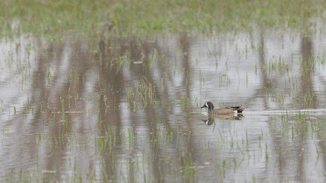 Blue-winged Teal - ML439863081