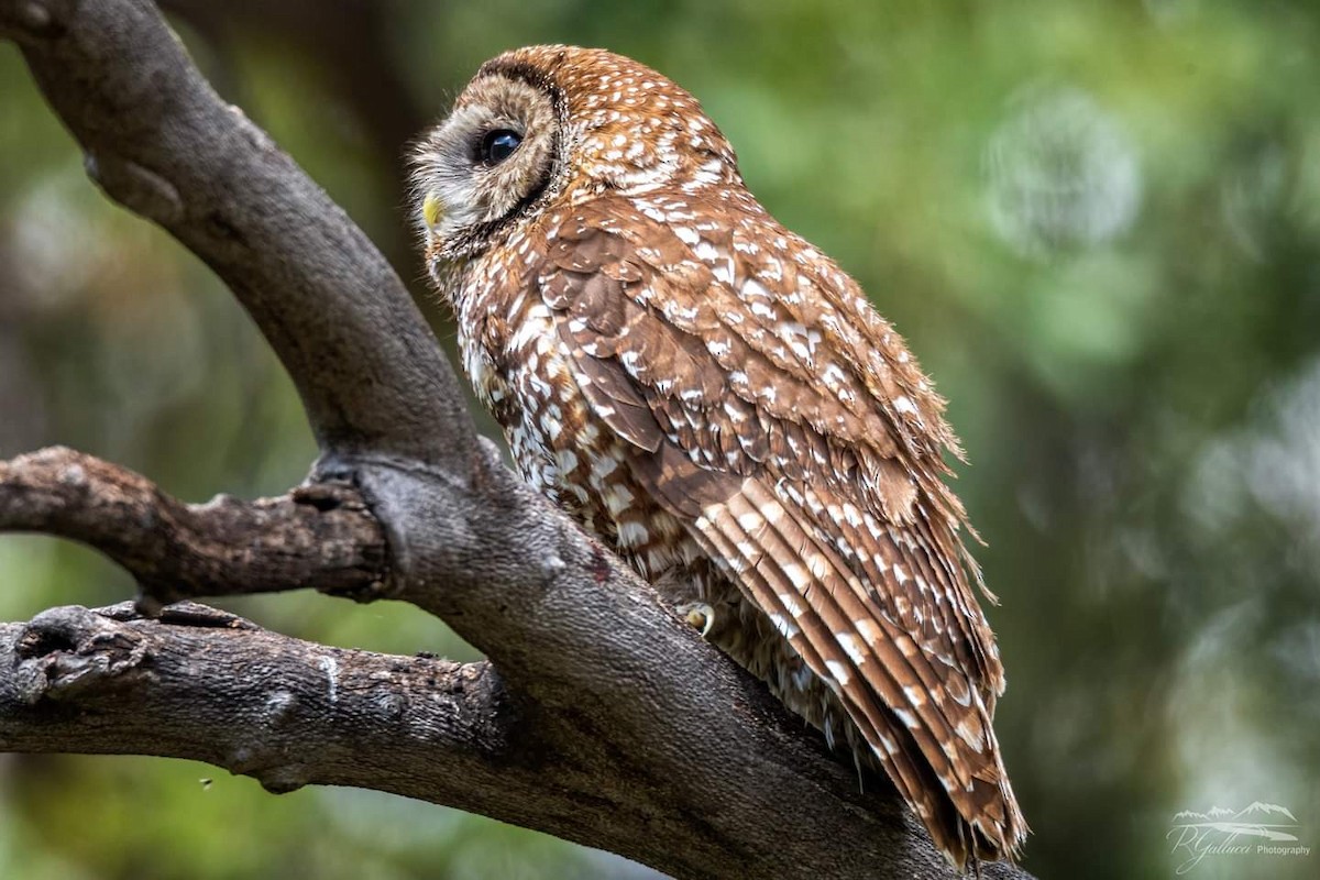 Spotted Owl (Mexican) - ML439866981