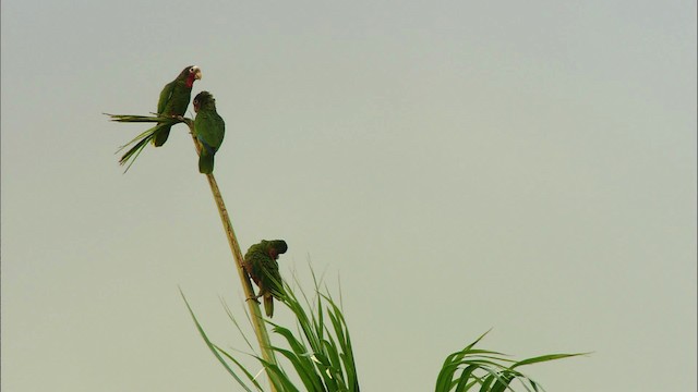 Küba Amazonu (leucocephala) - ML439870
