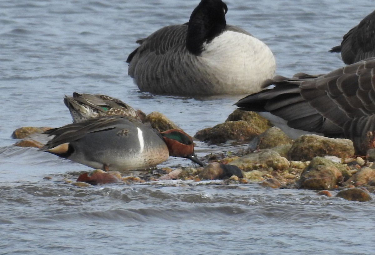 Green-winged Teal - Sandi Jacques