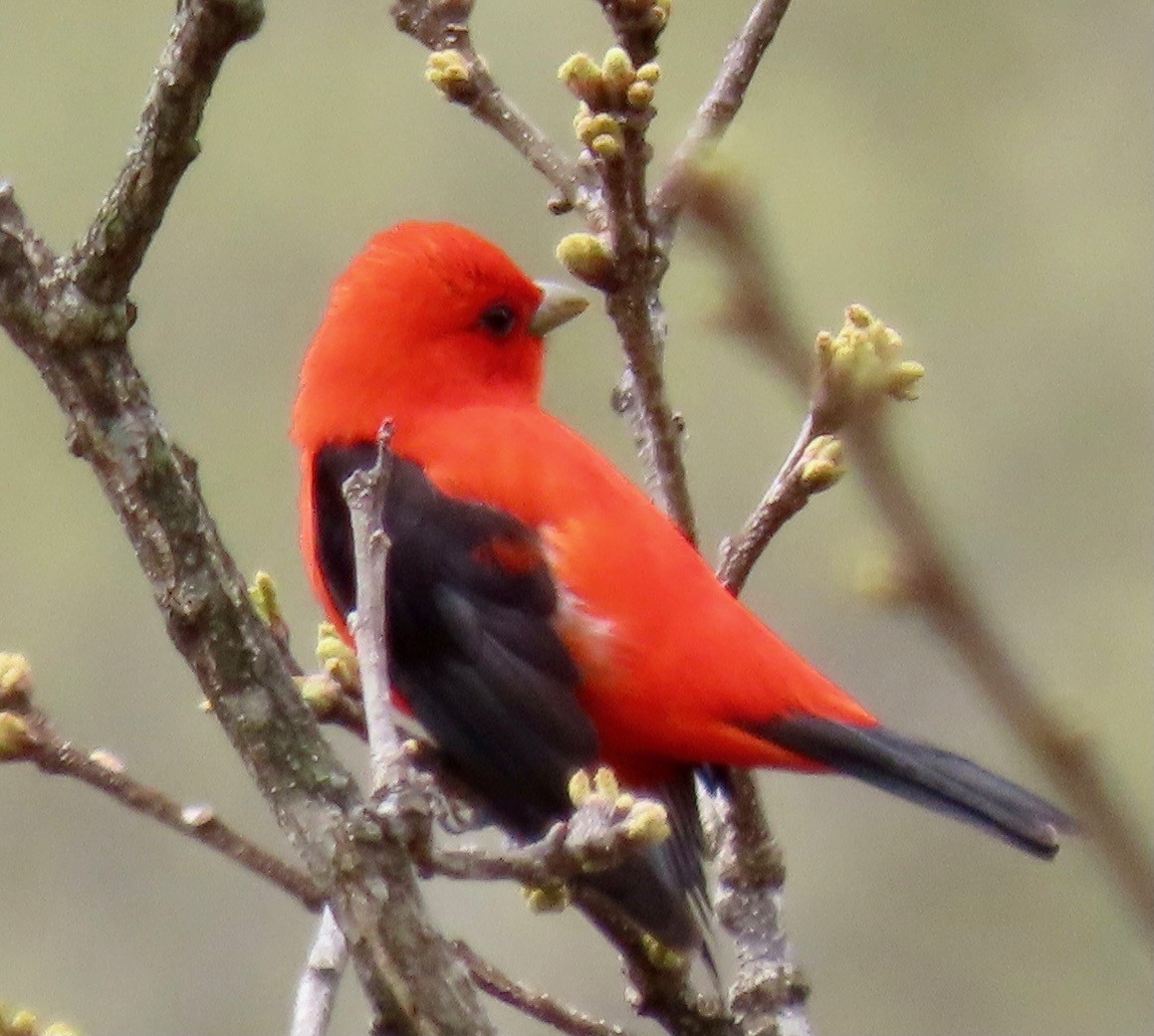 Scarlet Tanager - ML439872631