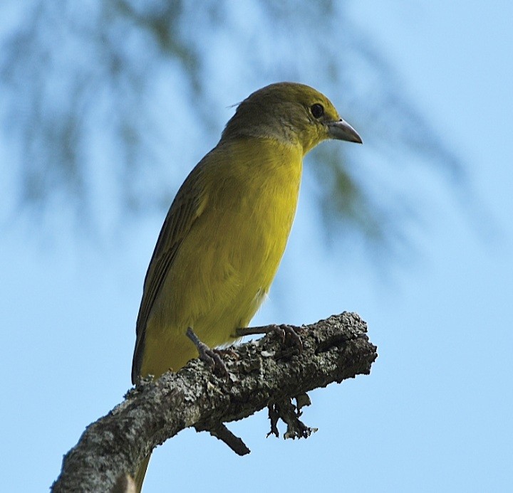 Hepatic Tanager - ML439872711