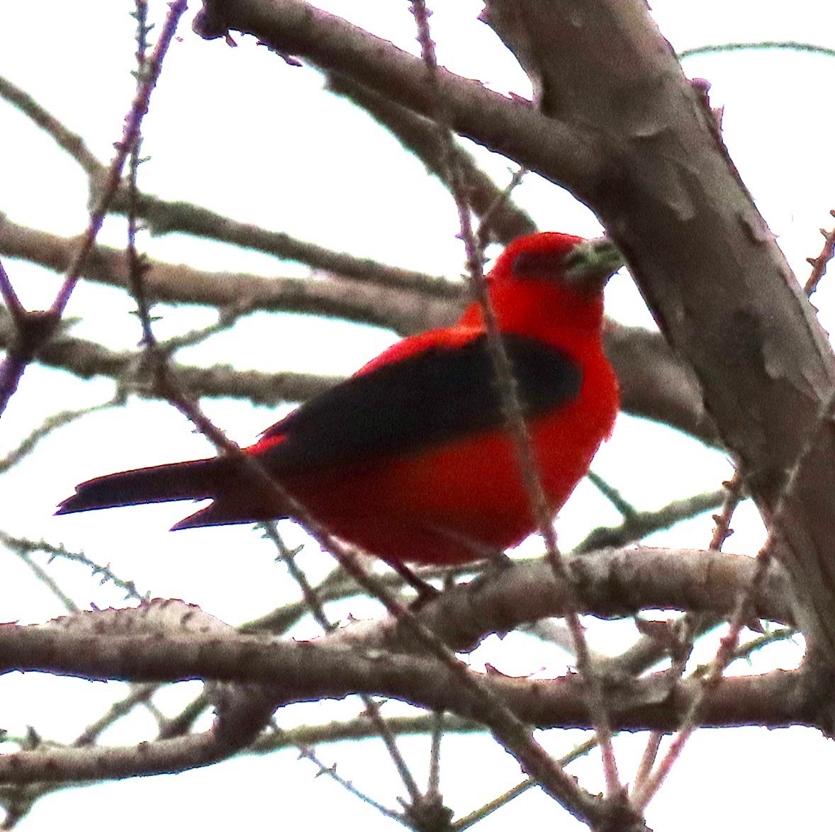 Scarlet Tanager - ML439872731