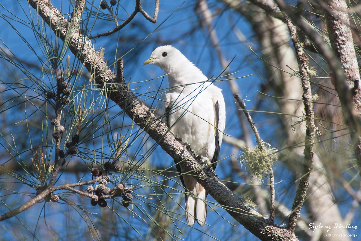 Torresian Imperial-Pigeon - Chris Rehberg  | Sydney Birding
