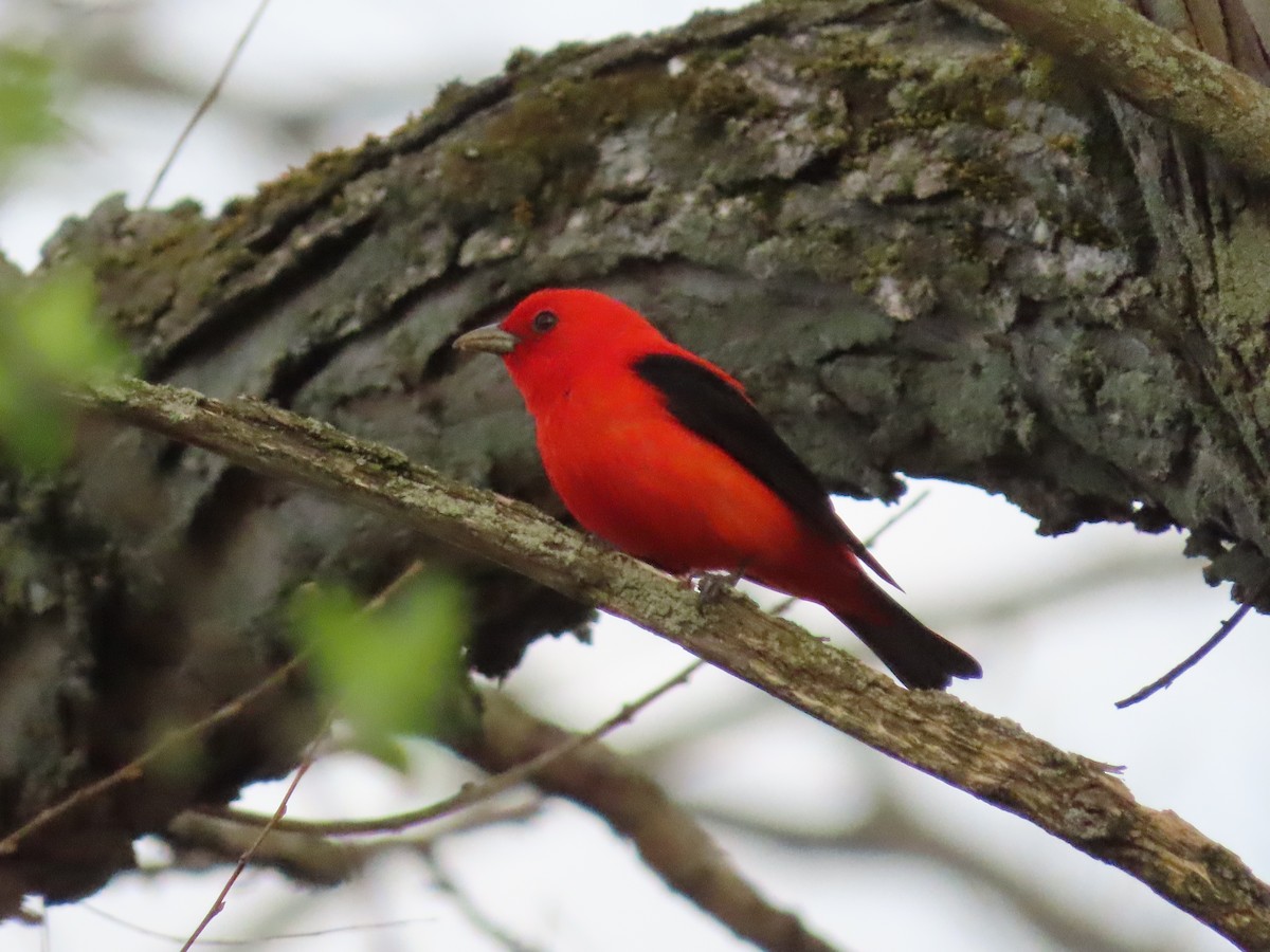 Scarlet Tanager - ML439882961