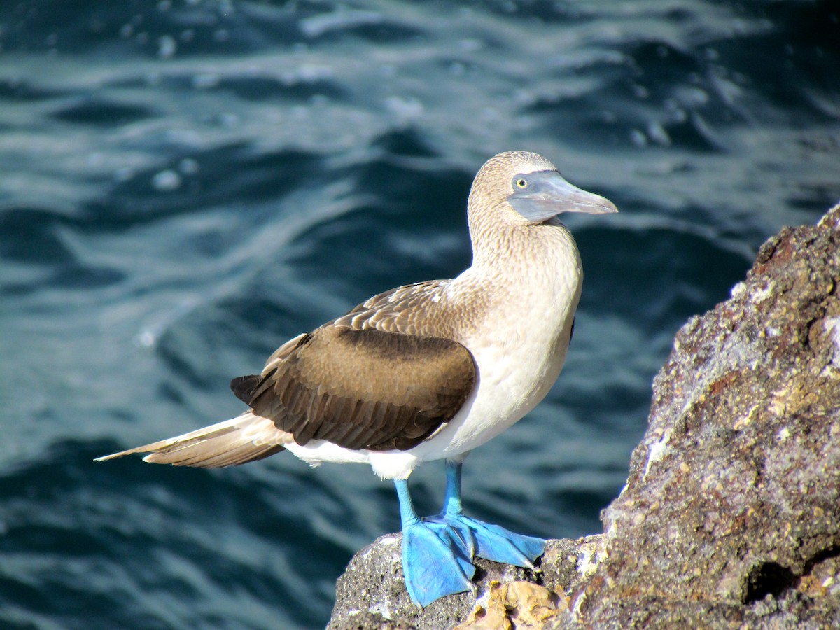 Blue-footed Booby - ML43988611